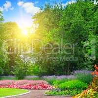 summer park with colorful flower bed and sunrise on blue sky