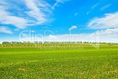 Spring field with young vegetation and blue cloudy sky