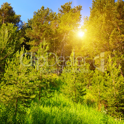 spruce forest on the hillside