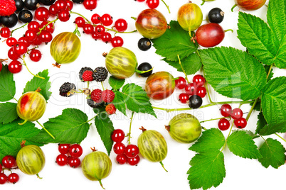 berries black and red currants, gooseberries and blackberries is