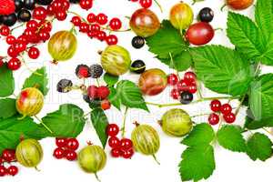 berries black and red currants, gooseberries and blackberries is