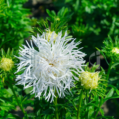 aster flowerbed in summer, focus on a white flower