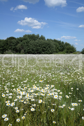 Margeritenwiese