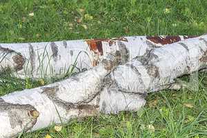 The felled trunk of a large birch.