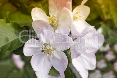 Branch of flowering apple-tree on a background a green garden.