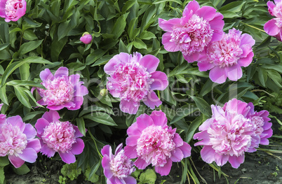 Blooming pink peonies surrounded by green leaves