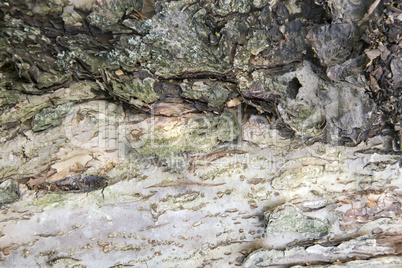 The trunk of an old tree foreground ( background image).