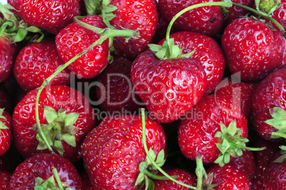 many Strawberry at day