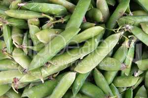 many green pea at day