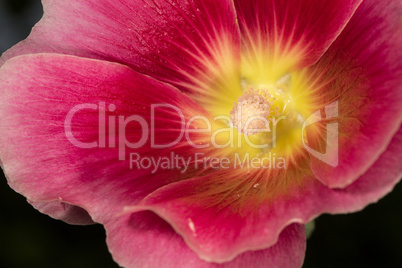 Colorful flower stamp closeup macro