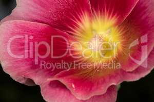 Colorful flower stamp closeup macro