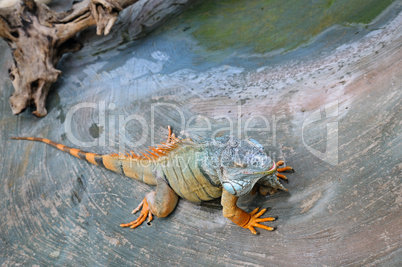 large, arboreal, tropical American lizard with a spiny crest alo