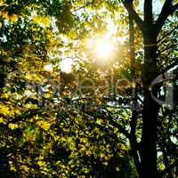 the sun's rays penetrate through the leaves and branches of the