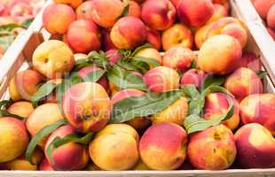 Weekly market Tuscany - apricot