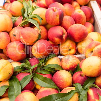 Weekly market Tuscany - apricot