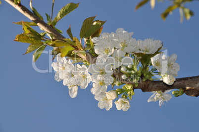 Apfelblüten