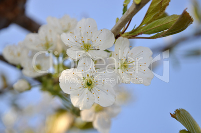 Apfelblüten