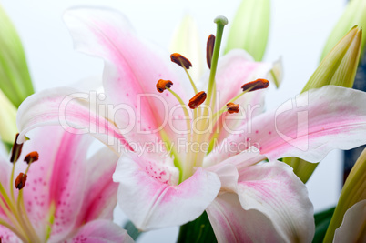 pink lily flower bouquet