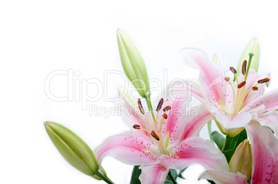 pink lily flower bouquet