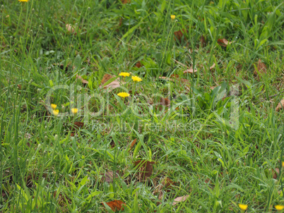 Green grass meadow background