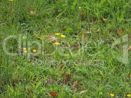 Green grass meadow background