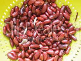 Kidney beans legumes vegetables