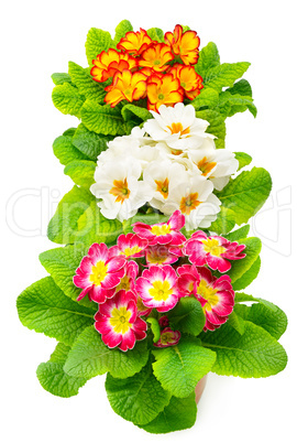 Colorful fresh primula