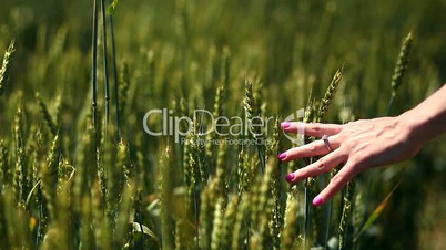 Closeup view of woman's arm walking on wheat field