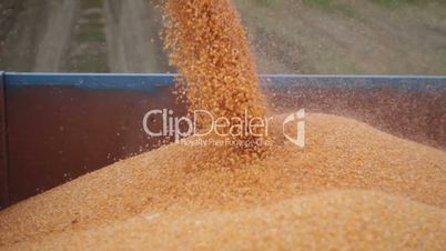 Combine harvester unloads maize corn into trailer