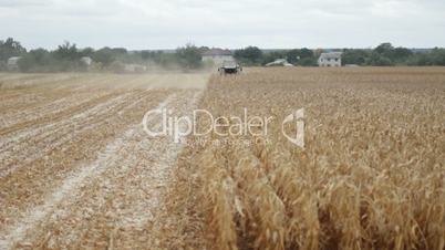 Maize grain harvester to gather corn on farmfield