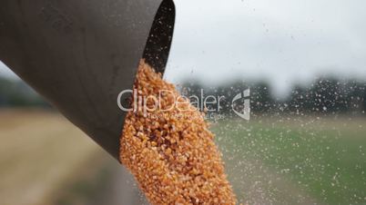 Close up unloading a bumper crop of corn