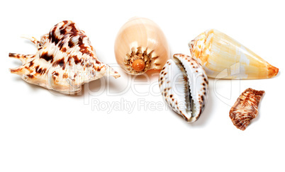 Exotic seashells on white