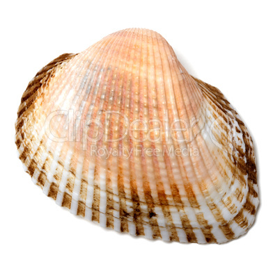 Seashell on white background