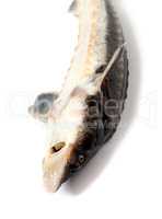 Dead fresh sterlet fish