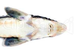 Dead sterlet fish
