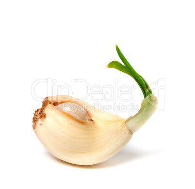 Sprouting clove of garlic