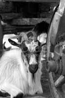 Goat resting under old wooden cart