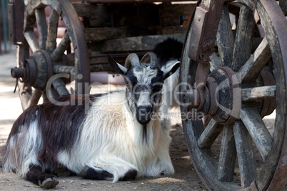 Goat resting under old cart