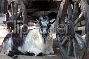 Goat resting under old cart