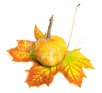 Small decorative pumpkin on autumn maple-leaf
