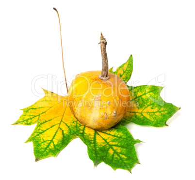 Small decorative pumpkin on autumn multicolor maple-leaf