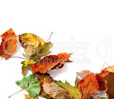 Multicolor autumn dry leafs