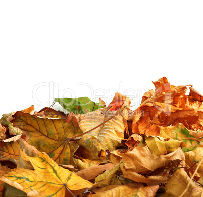 Autumn dry maple leafs on white background