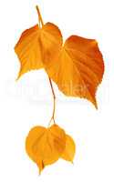 Yellowed leaves on white background
