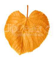 Autumnal linden-tree leaf