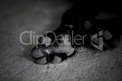 Black and white dog paw pads
