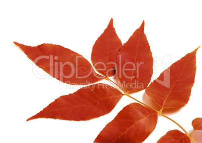 Red autumnal leaf