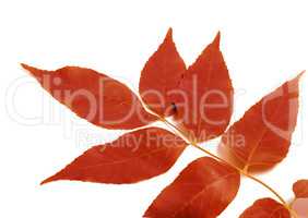 Red autumnal leaf