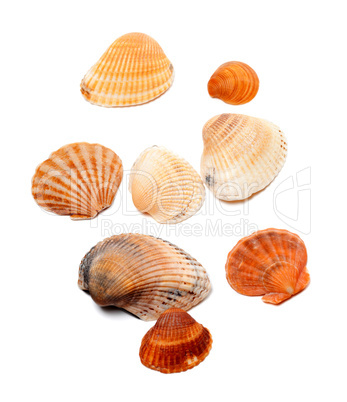 Sunlight seashells isolated on white