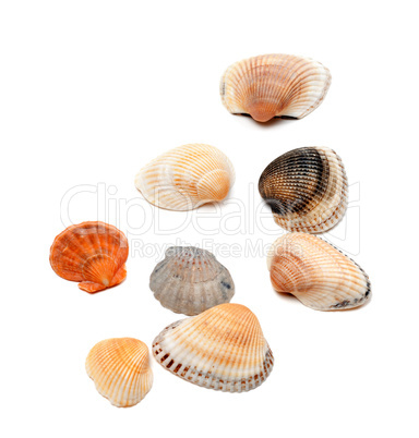 Seashells isolated on white